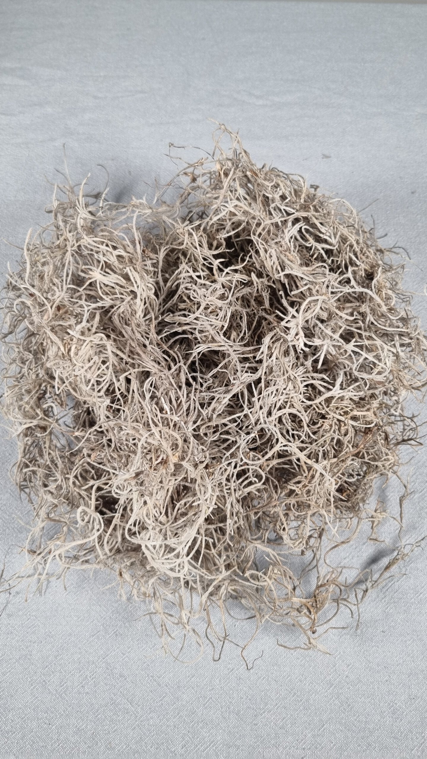 Tillandsie frisch 100g