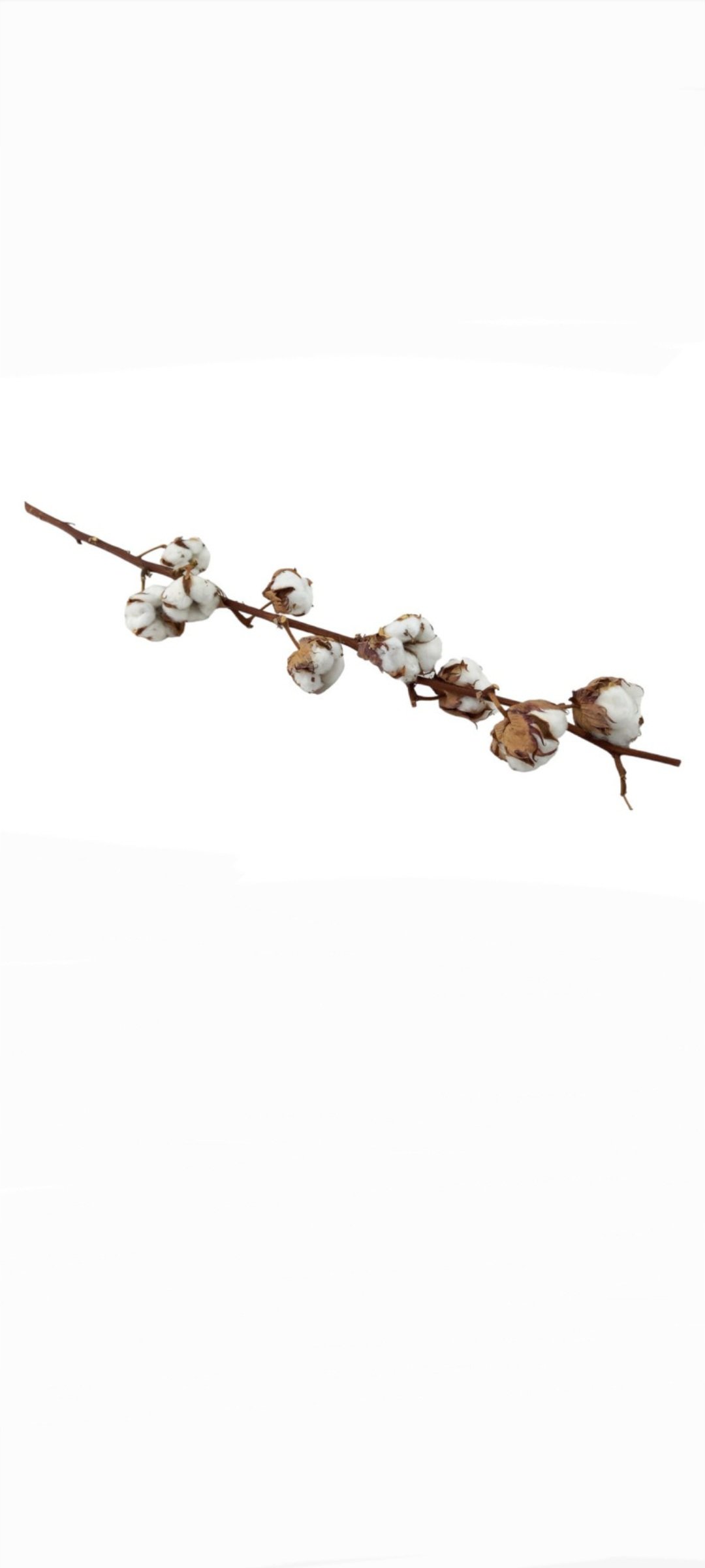 Vorbestellung, Baumwolle L.ca.60cm natur, Lieferung ab 15. Oktober