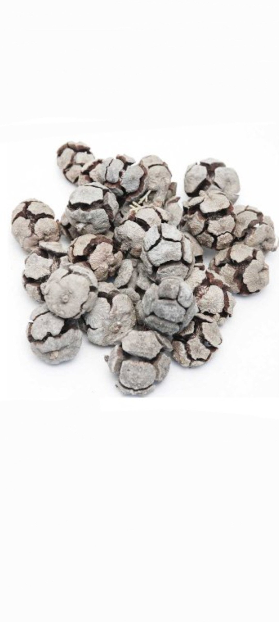 Vorbestellung, Zapfen Cypressen white wash 500g, Lieferung ab 15. Oktober