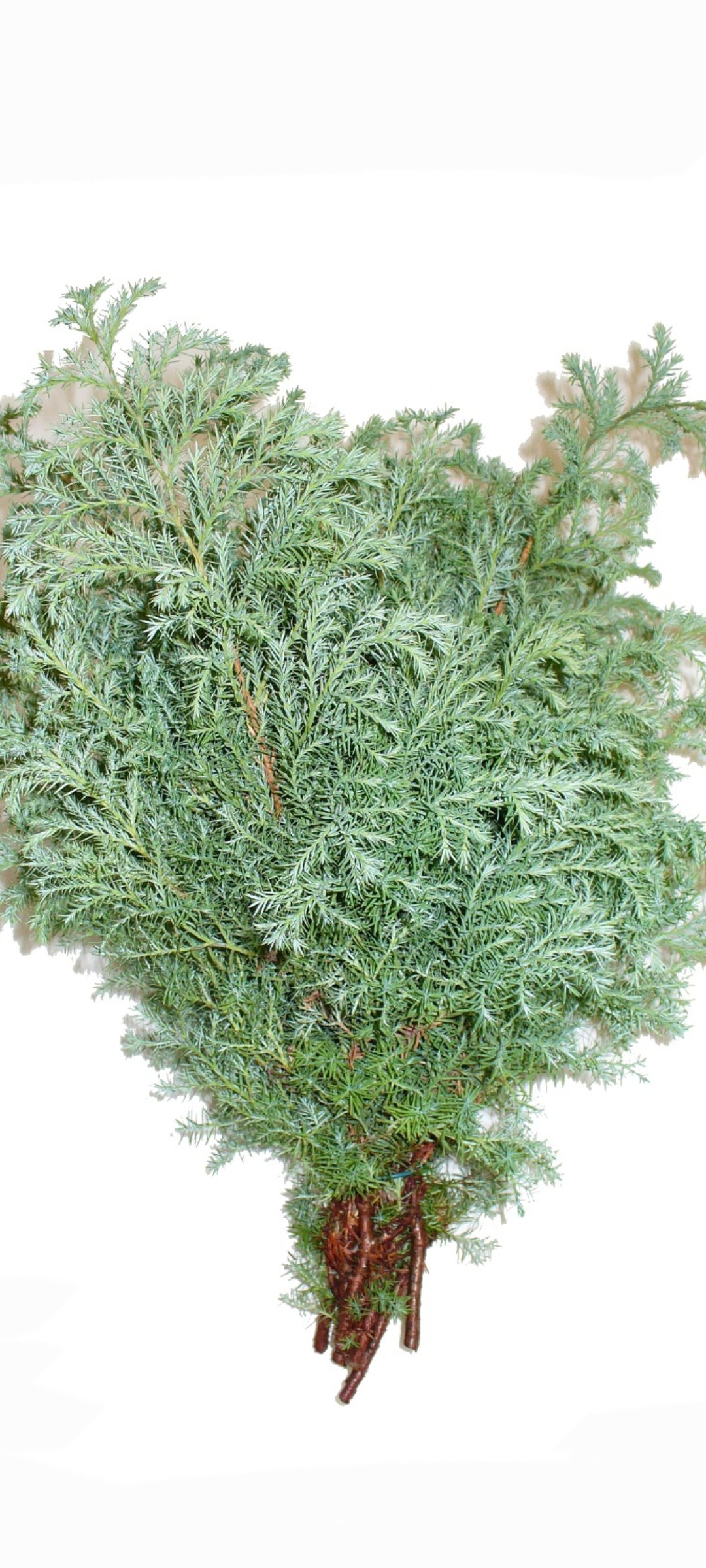 Vorbestellung, Squarrosa frisch ca.500g, Lieferung ab 15. Oktober